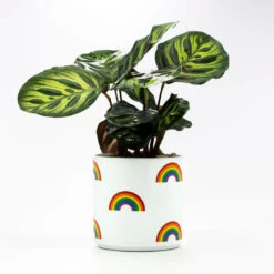 Best Christmas Decoration Stores -Best Christmas Decoration Stores Rainbow Icons on White Planter 115440 02